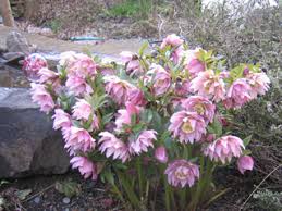 Great gardens cutting back day lilies you. Fall Or Spring Learn When To Divide Perennials Garden Mentors
