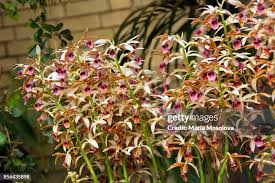 Image result for Phaius occidentalis