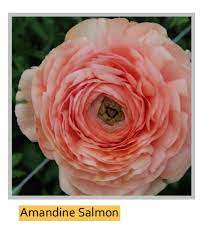 Amandine Salmon Ranunculus Bloom Flowers