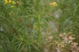 Image result for Psiadia punctulata