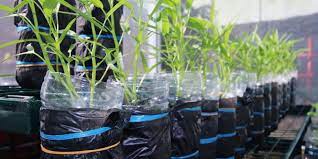 Cuba tanam dahulu di dalam bekas dan lihat perkembangannya di lokasi yang telah kita pilih. Semangat Berkebun Hidroponik Dengan Sampah Botol Plastik