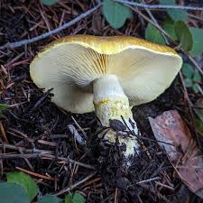 Image result for Flabellariopsis acuminata