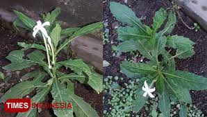 Yuk, jaga kesehatan mata dengan menggunakan 11 obat tetes yang direkomendasikan ini! Bunga Kitolod Penakluk Gangguan Pada Mata Ingin Tahu Caranya Times Indonesia