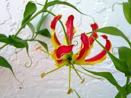 Image result for Gloriosa