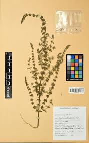 Image result for Mesosphaerum pectinatum