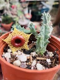 Image result for Huernia zebrina