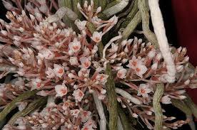 Image result for Microcoelia stolzii