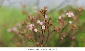 Image result for Boerhavia erecta