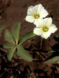 Image result for Merremia