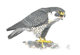 Peregrine Falcon Character Drawing Art Illustration Animal Painting Digital Photoshop Watercolor Animal Paintings Environment Concept Art Photoshop Watercolor