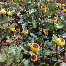 Image result for Spilanthes