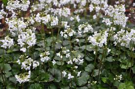 Image result for Cardamine