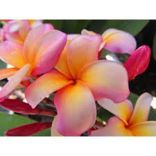 They are used for decorating in many ways including making leis. Upland Nursery Plumerias Water Plants Unusual Perennials Drought Tolerant Plants Bonsais And Rare Fruit Trees Upland Nursery
