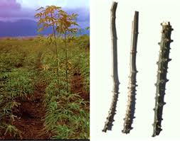 Image result for Schistostephium crataegifolium