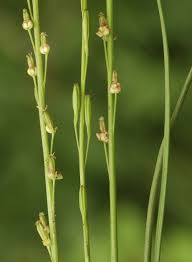 Image result for Juncaginaceae