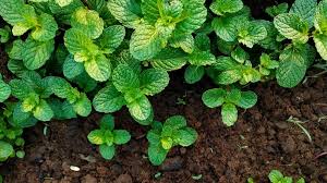 We did not find results for: Mint Companion Planting What To Plant With Mint 2021 Masterclass