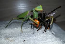 This is a sortable list of characters and toys in the beast wars franchise, part of the larger transformers franchise, from hasbro.this includes characters appearing in an animated series, comics or video games. Preying Mantis Eats Asian Hornet What S That Bug