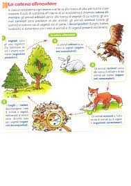 La quantità di animali di ogni specie presente in natura dipende in buona parte dalla catena alimentare. La Catena Alimentare Lessons Blendspace