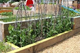 It also ensures there will be some left for you after the critters get how to build a trellis for pole peas. 22 Pea Trellis Ideas Pea Trellis Trellis Garden Trellis