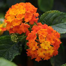 4pc Lantana Lucky Flame National Plant Network Lantana Plant Lantana Lantana Flower