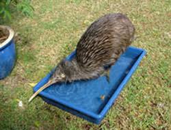 Image result for hot Kiwi bird