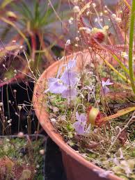Image result for Utricularia subulata
