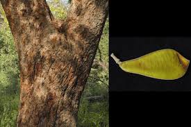 Image result for Baikiaea