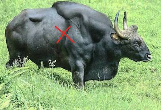 The Art Of Hunting The Mighty Gaur : A Comprehensive Guide | AfricaHunting.com