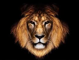 Pictures of dogs wallpapers (82 wallpapers). Awesome Wallpaper Hd Lion 3d Photos