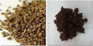 Image result for Apium graveolens