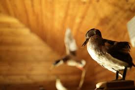 Wild animals can be a nuisance at your home or office, can cause damage to black diamond pest control has been serving communities for over 80 years! How Much Does Wildlife Control Cost Wildlife Exclusion Jody Millard Pest Control