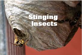 Maybe you would like to learn more about one of these? Grand Rapids Best Stinging Insects Removal Services Gr Pest Control