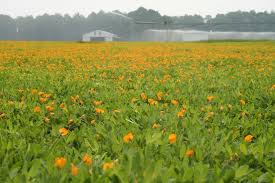 People planning their yards or garden need to know what can be put in place to bring the most beauty or use. Rhizoma Peanut Arachis Glabrata Feedipedia