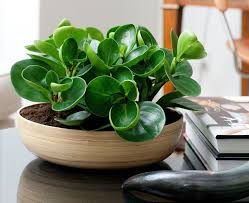 11 Of The Best Plants To Have On Your Coffee Table Plants Indoor Plants Cool Plants