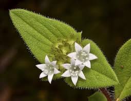 Image result for Richardia brasiliensis