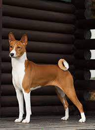 The domestic dog (canis familiaris or canis lupus familiaris) is a domesticated form of wolf. Basenji Breeds A To Z The Kennel Club