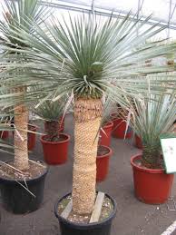 Plante en polyéthylène, pot en ciment. 5 Superbes Plantes Grasses Exterieur Resistant Au Gel 1 Bonus