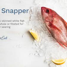 What Is Red Snapper