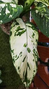 Dieffenbachia Aurora Aroid House Plant Rare In 2020 House Plants Plants Plant Leaves