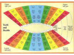 Teeth And Health Chart Acumedic Shop Health Chart