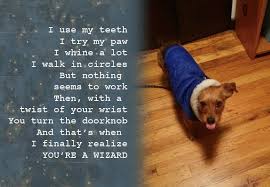 7 Hilarious Poems A Dog Would Pen For Their Human Dog Poems Dog Friendly Stores Puppies Funny