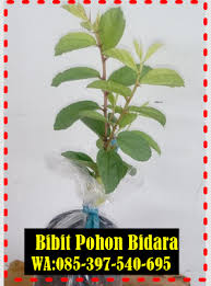 Tanam pokok buah bidara dalam pasu. 10 Ide Pohon Bidara Pohon Tanaman Daun