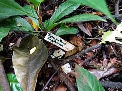 Image result for Pycnanthus angolensis