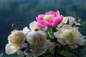 Paeonia Lactiflora Bowl Of Beauty Pion Molochnocvetkovy Flickr