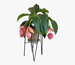 How to care for it: Medinilla Flower House Plant Stueblomst Flower Indoor Plant Png Transparent Png Transparent Png Image Pngitem