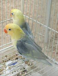 Ini artinya lovebird parblue memiliki warna bulu yang sebagian biru, tetapi untuk kepala biasanya cukup kontras dengan. Parblue Hashtag On Twitter