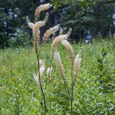 Image result for Acalypha racemosa