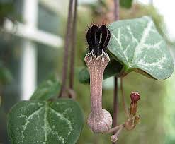 Image result for Ceropegia mirabilis