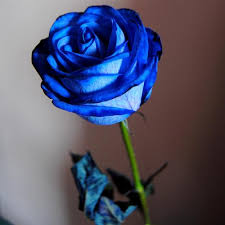 Join now to share and explore tons of collections of awesome wallpapers. Blue Rose Hd Wallpaper Nosirix