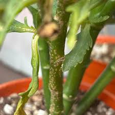 Image result for Kalanchoe glaucescens